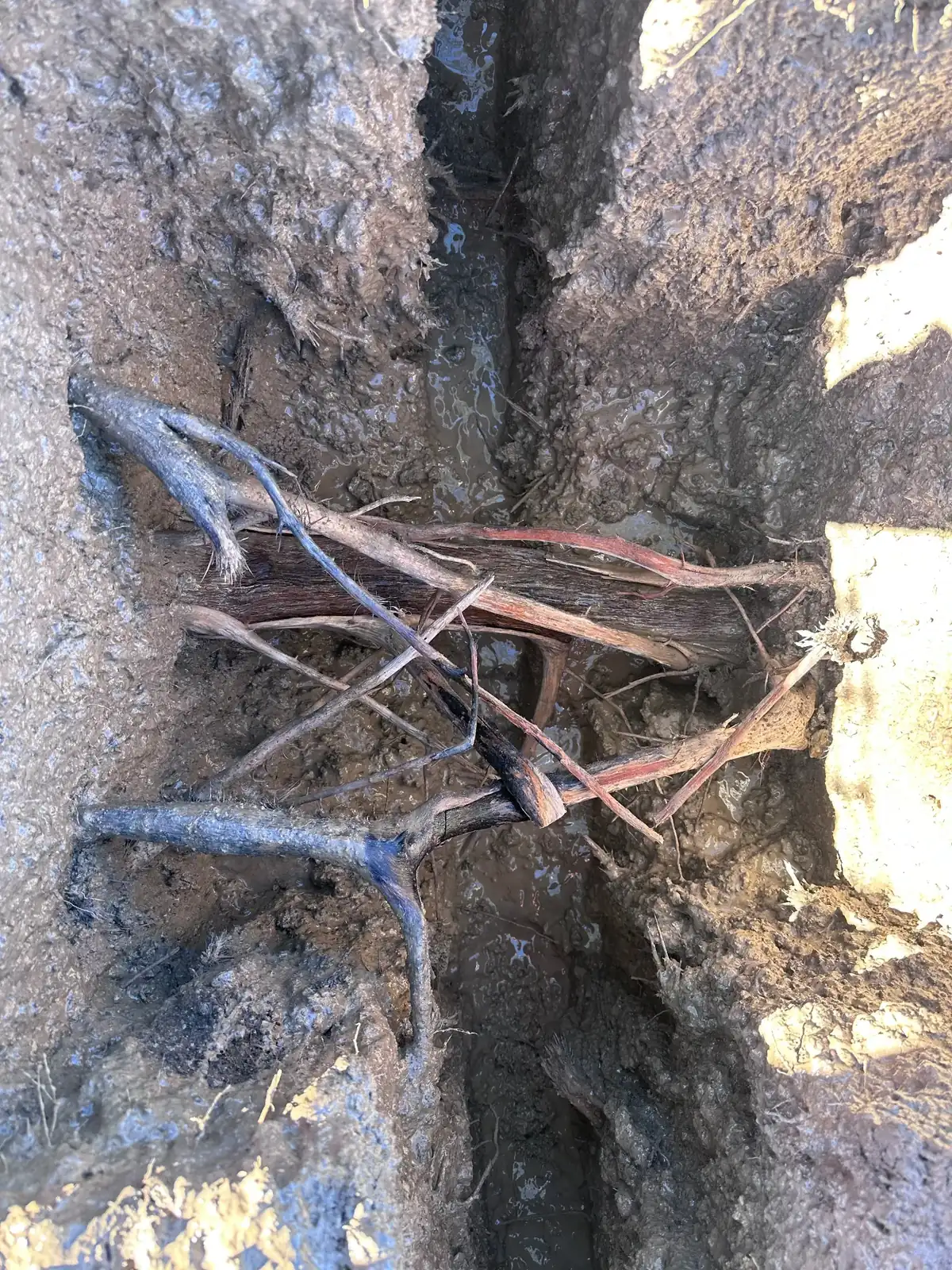 Vac to the Future - Roots and Trench Excavation in Action